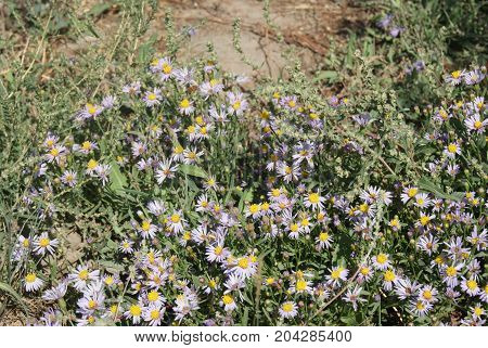 Asters alpinus or Alpine asters purple or lilac flowers. Purple flowers like a daisy in flower bed.