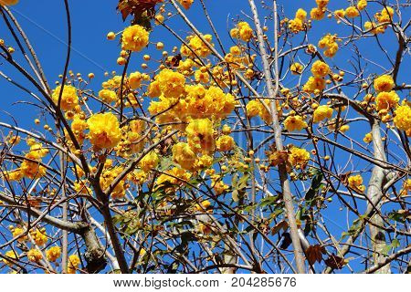 Yellow Silk Cotton flower and blue sky background in the garden.