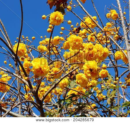 Yellow Silk Cotton flower and blue sky background in the garden.
