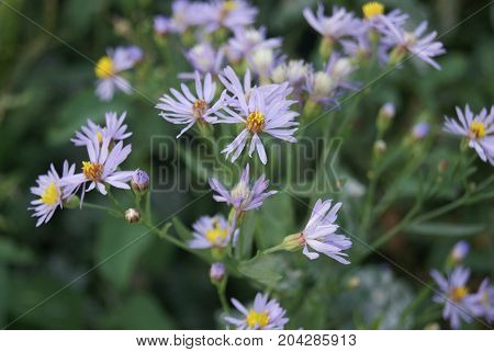 Macro photo of alpine aster aster alpinus . Decorative garden plant with purple flowers on focus