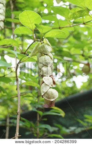bud Wild sage flower hanging on tree in garden - Gmelina philippensis
