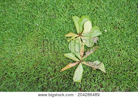 Terminalia catappa leaves on green grass floor in nature garden