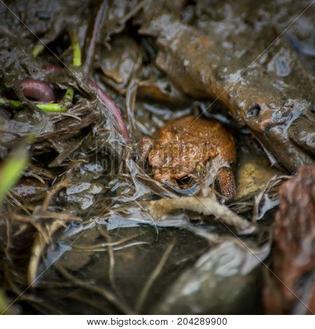 Young European common toad hiding in wet dirt with earthworms around