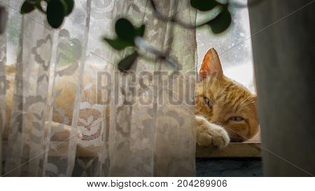 A red farm cat sleeping on the window sill resting after the night prey