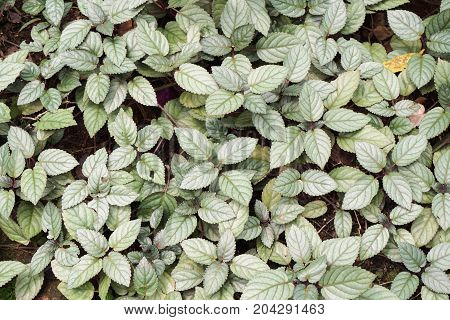 green Hemigraphis alternata plant in nature garden