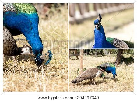 A pair of peacocks walk in the park in the mountains close up