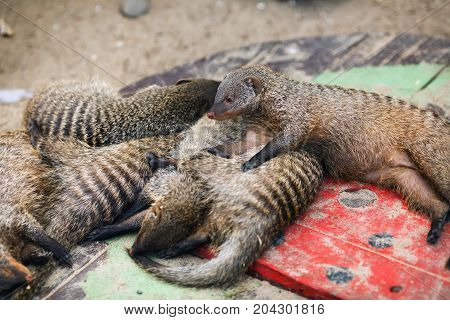 Peacefully sleeping mongooses at the zoo. Shallow depth of field. Selective focus.