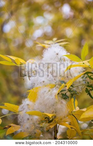white fuzz on the tree in nature