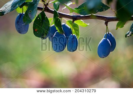 Close up branch of a wild plum tree with fruits on it