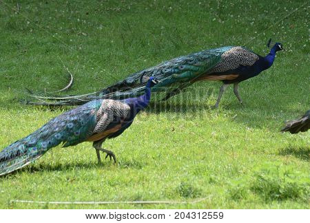 Two Gorgeous Peacocks Up Close in Nature