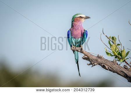 Lilac-breasted Roller Sitting On A Branch.