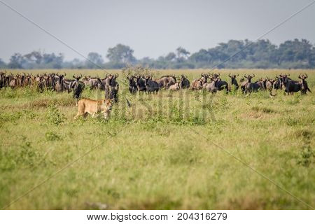 Lion Walking In Front Of Blue Wildebeests.