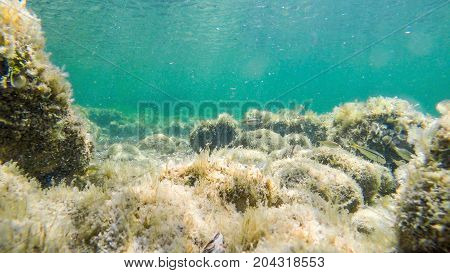 Fish swimming by the rocks in Sardinia sea floor Italy