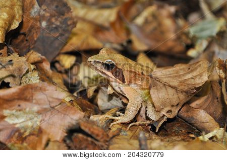 Agile Frog (Rana dalmatina) in the forest. Frog in nature