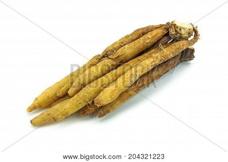 Kaempfer close up of fingerroot on white background