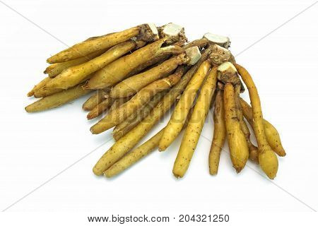 Kaempfer close up of fingerroot on white background