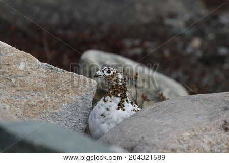 Rock Ptarmigan (Lagopus Muta) hiding among rocks showing the start of summer colours, near Arviat, Nunavut