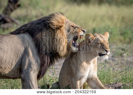 Lion Mating Couple Standing In The Grass.