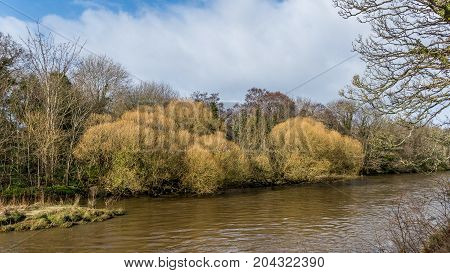 Willow trees on the bank of the River Doon, Ayrshire.
