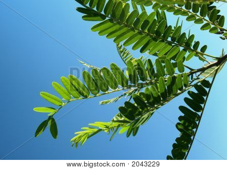 Hojas en cielo azul
