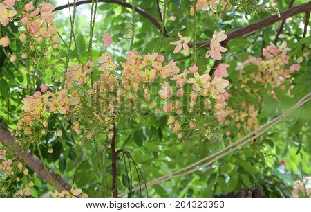 Rainbow shower tree,Cassia fistula, Cassia bakeriana,Cassia javanica.