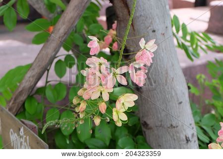 Rainbow shower tree,Cassia fistula, Cassia bakeriana,Cassia javanica.