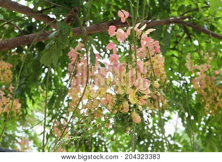 Rainbow shower tree,Cassia fistula, Cassia bakeriana,Cassia javanica.