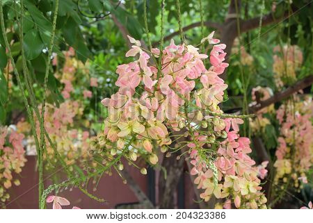 Rainbow shower tree,Cassia fistula, Cassia bakeriana,Cassia javanica.
