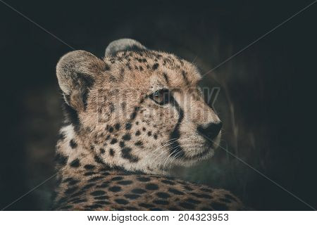 Cheetah rested but the eyes still look victim. black tear-like streaks on the face Endangered on the IUCN Red List color vintage style South Africa