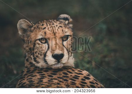 Cheetah rested but the eyes still look victim. black tear-like streaks on the face Endangered on the IUCN Red List color vintage style South Africa
