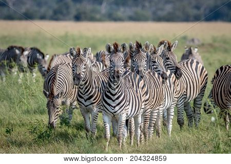 Group Of Zebras Starring At The Camera.