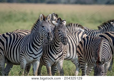 Two Zebras Starring At The Camera.