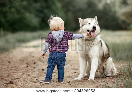 Little boy stands near malamute dog on walk along forest road and touches him tongue.