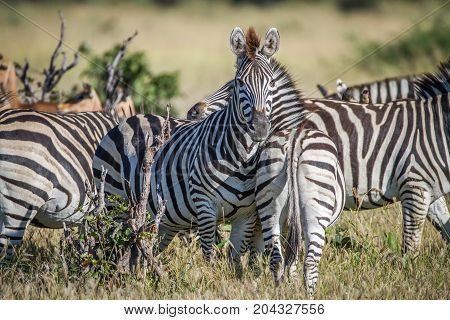 Zebra Starring At The Camera In Chobe.