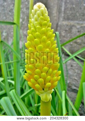 Yellow, Kniphofia / Red Hot Poker Bud in the Grass