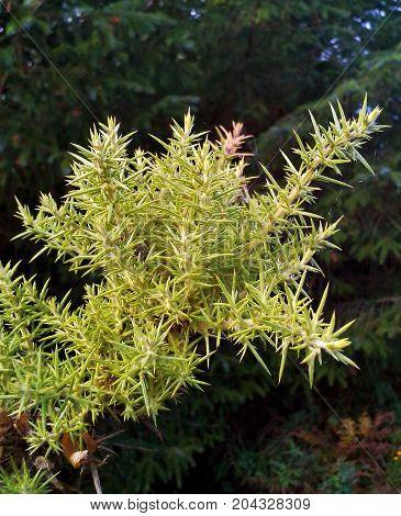 Yellow Prickly Gorse Leaves in the Woods