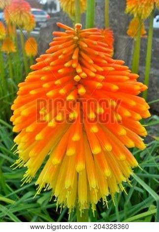 Tall Kniphofia / Red Hot Poker in the Grass
