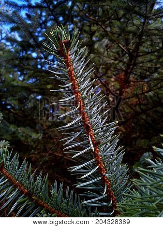 Sitka Spruce Tree Needles in the Woods