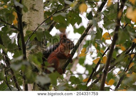 little vivid orange squirrel sit on tree play in foliage