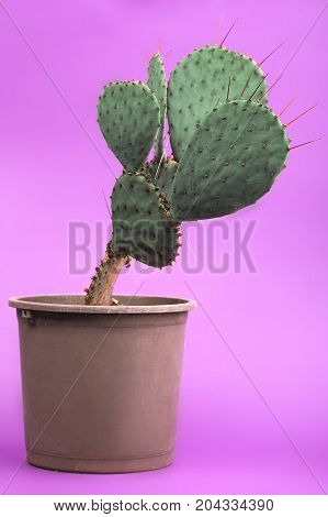 Gardening concept. Big plant of cactus with long thorns isolated on bright pink background. Natural concept.