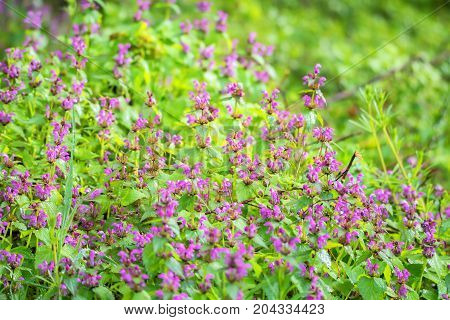 Beautiful flowering Lamium purpureum in forest for natural background