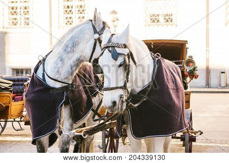 Horses with wagons in winter on the main square of Salzburg in Austria. Entertainment of tourists, riding. Attractions.