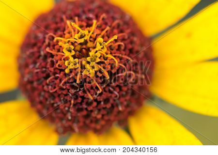 Macro shot of Blooming buds bright garden flower of gaillardia