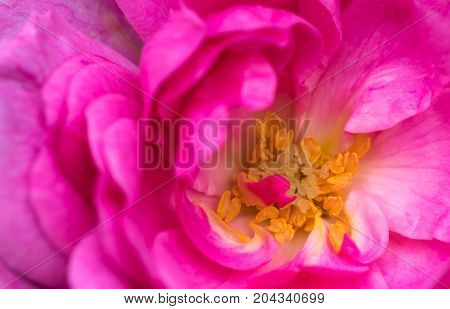 macro shot of a beautiful pink rose with stunning details.