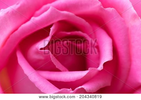 macro shot of a beautiful pink rose with stunning details.