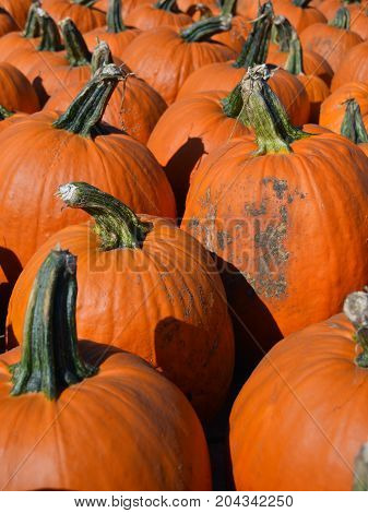 Pumpkin Background