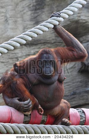 Stor kvindelig animalsk orang-outang sidder på log og hold af baby på hænder
