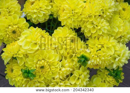 beautiful yelolw bouquets of dahlias grown in the summer garden.