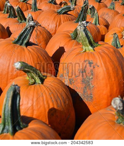 Pumpkin Background