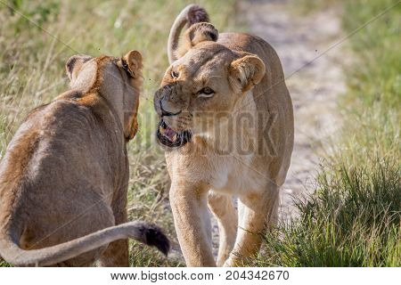 Two Lions Having A Little Argument.